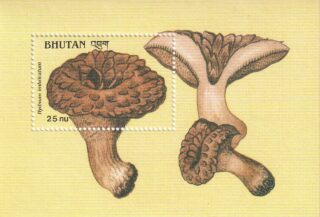 Bhutan souvenir sheet featuring Hydnum Imbricatum mushroom.
